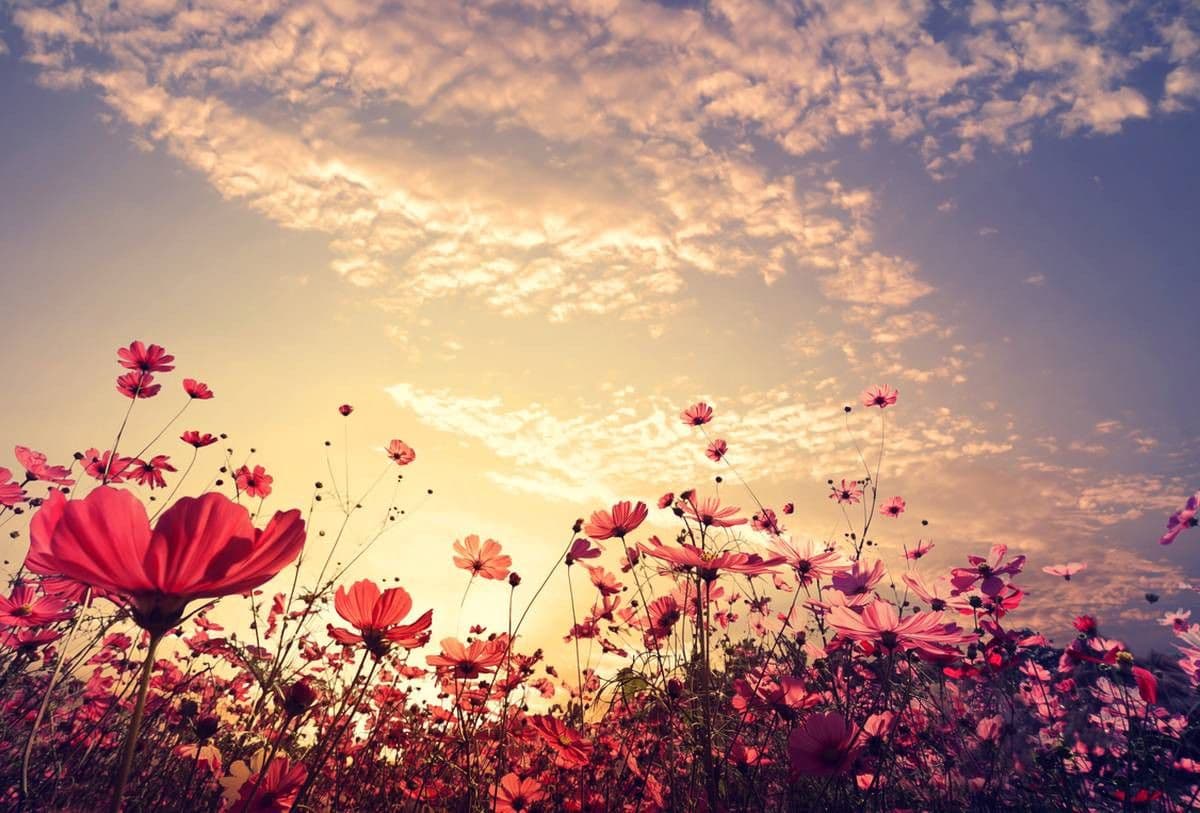 plot for sale, 250 m², Fryšava pod Žákovou horou, Vysočina Region plot for sale, 250 m², Fryšava pod Žákovou horou, Vysočina Region