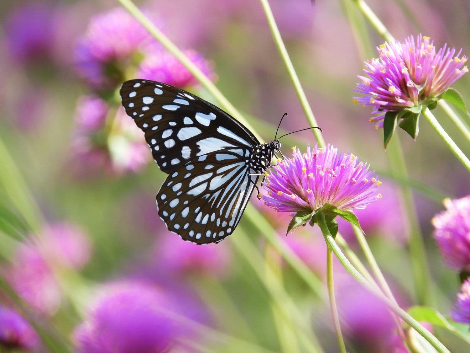 plot for sale, 250 m², Fryšava pod Žákovou horou, Vysočina Region plot for sale, 250 m², Fryšava pod Žákovou horou, Vysočina Region